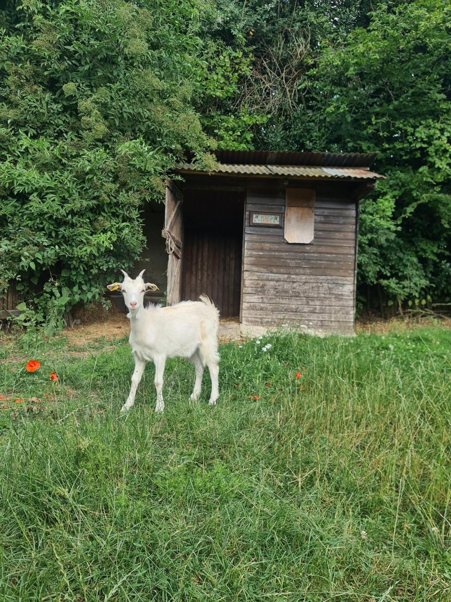 Chambre A La Ferme, Les Vergers Du Muscardin Breel Eksteriør billede